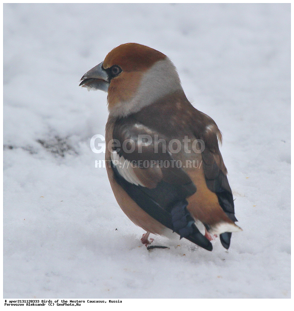 ����� ��������� �������, ������, ������������� ����, ������������ ������� , Coccothrausres coccothraustes, �����, �����, XYZ, ���������, Fringillidae
