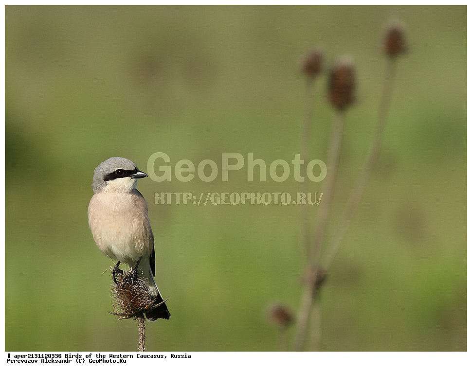 ����� ��������� �������, ������, ������������� ����, ������������ ����� , Lanius collurio, ��������, ��������, �����, �����, ��������, �����������, XYZ, �������������, Laniidae, ���������-�����, ����������� �����