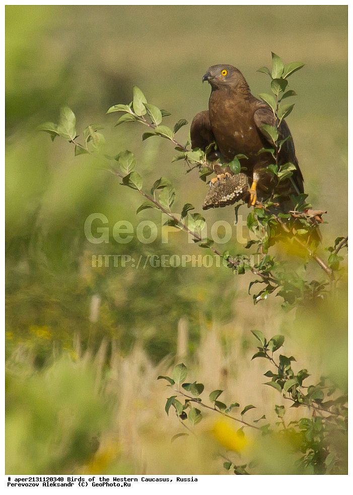 ����� ��������� �������, ������, ������������� ����, ��������, ��������, �����, �����, ��������, �����������, ������ �����, ������ �����,XYZ, ����������, Accipitridae, �����, Pernis apivorus