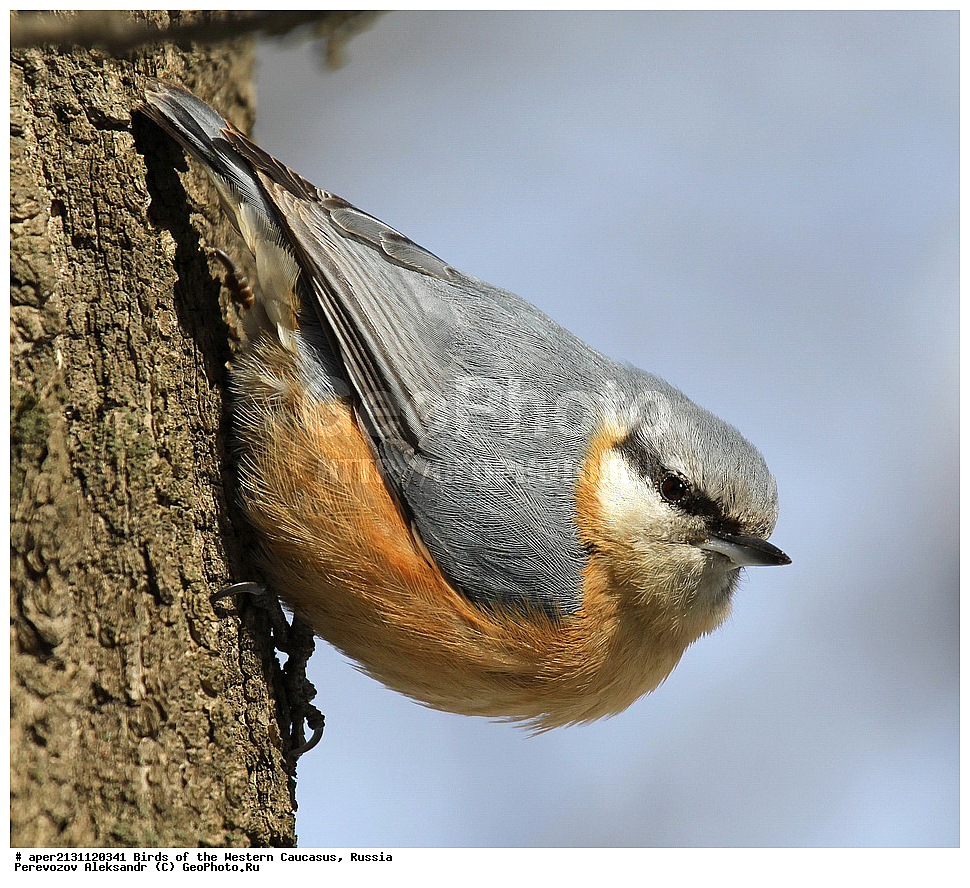 ����� ��������� �������, ������, ������������� ����, ������������ ��������� , Sitta europaea, ��������, ��������, �����, �����, ��������, �����������, XYZ, �����������, Sittidae, �����