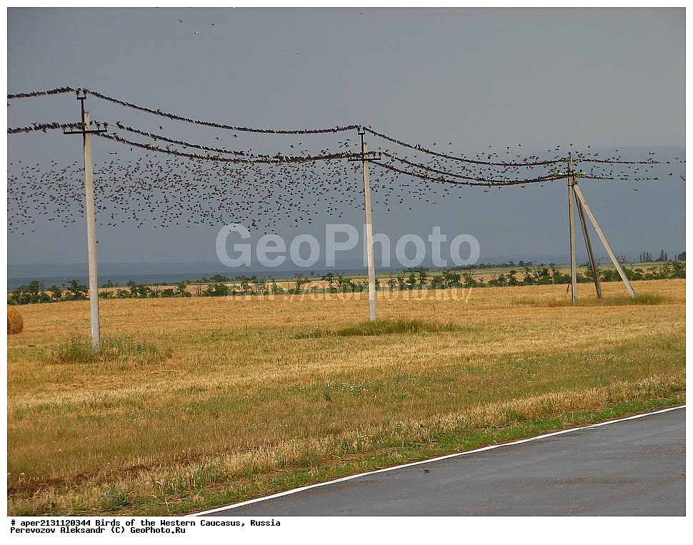 ����� ��������� �������, ������, ������������� ����, ������������ ������� , Sturnus vulgaris, ��������, ��������, �����, �����, ��������, �����������, XYZ, ����������, Sturnidae