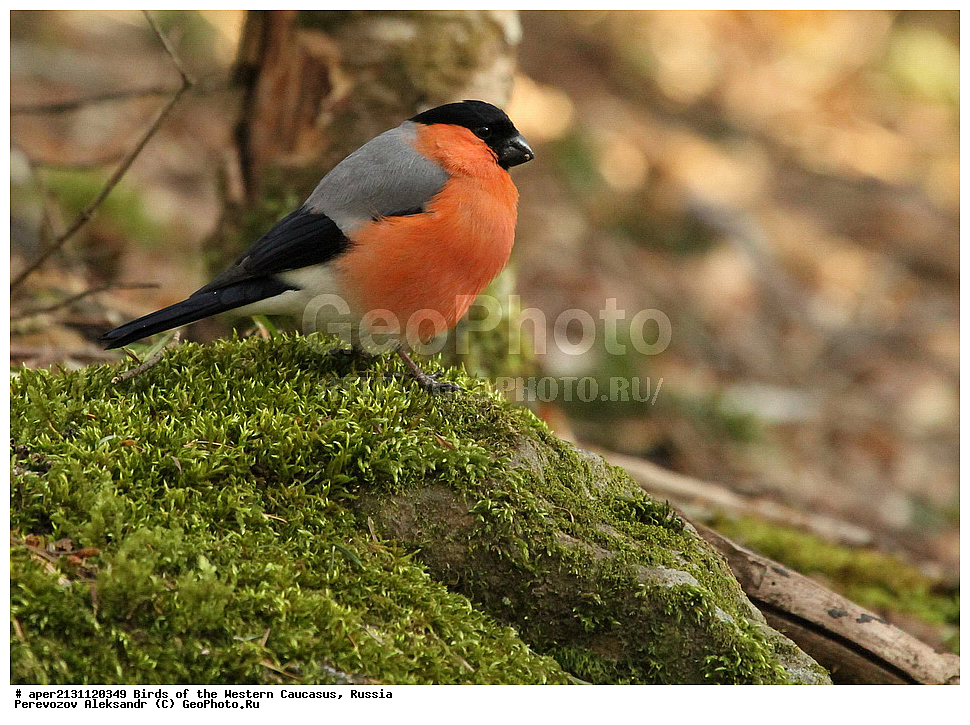 ����� ��������� �������, ������, ������������� ����, ������������ ������� , Pyrrhula pyrrhula, �����, �����, XYZ, ���������, Fringillidae