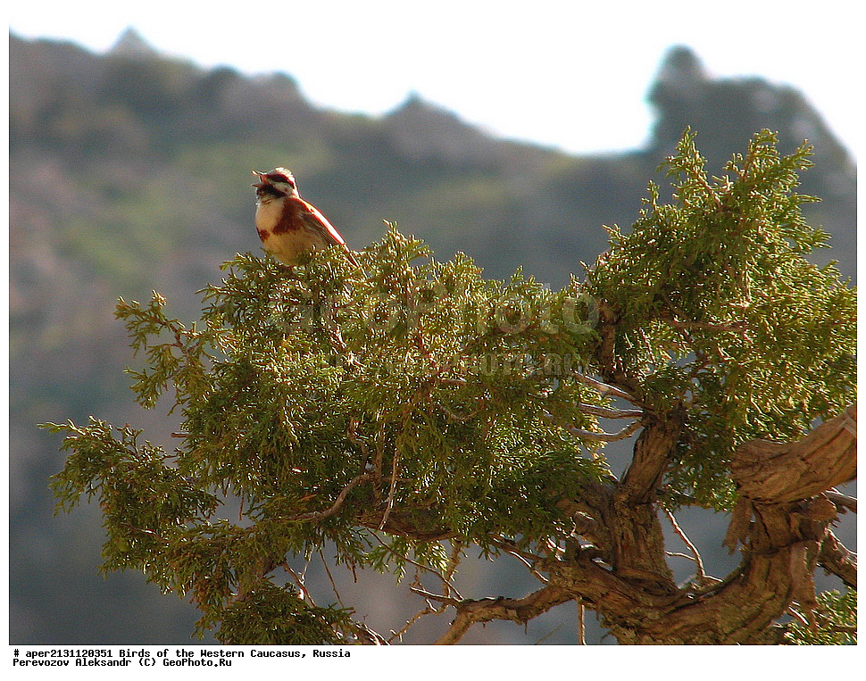 ����� ��������� �������, ������, ������������� ����, ��������, ��������, �����, �����, ��������, �����������, XYZ, ����������, Emberizidae, ������� �������, Emberiza stewarti