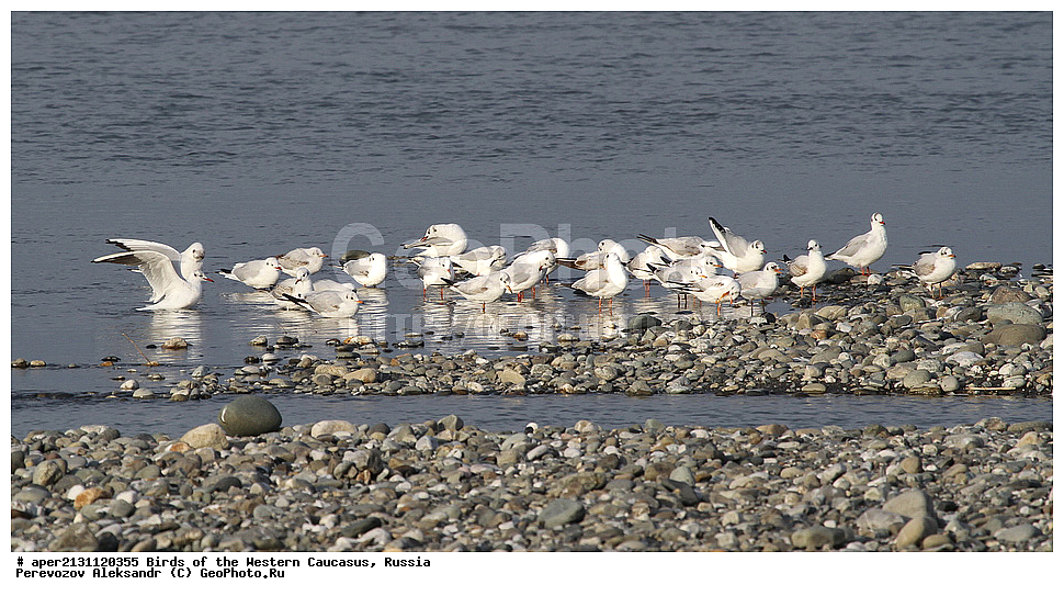 ����� ��������� �������, ������, ������������� ����, ������� ����� , Larus ridibungus, �����, �����, ������� �����, ������� �����,XYZ, ��������, Laridae, ������������ �����, ������ �����, Larus ridibundus, Chroicocephalus ridibundus