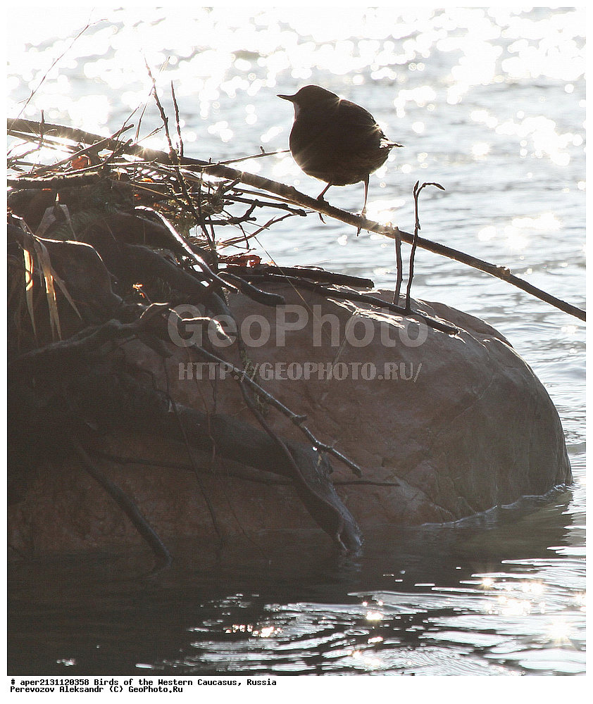 ����� ��������� �������, ������, ������������� ����, ������ , Cinclus cinclus, �����, �����, XYZ, ���������, Cinclidae, ������������ ������, ������� �����, ������� �������