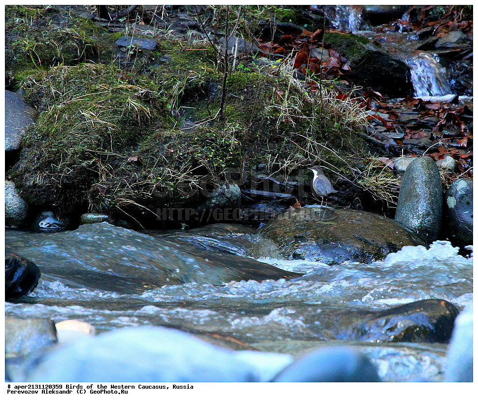 ����� ��������� �������, ������, ������������� ����, ������ , Cinclus cinclus, �����, �����, XYZ, ���������, Cinclidae, ������������ ������, ������� �����, ������� �������