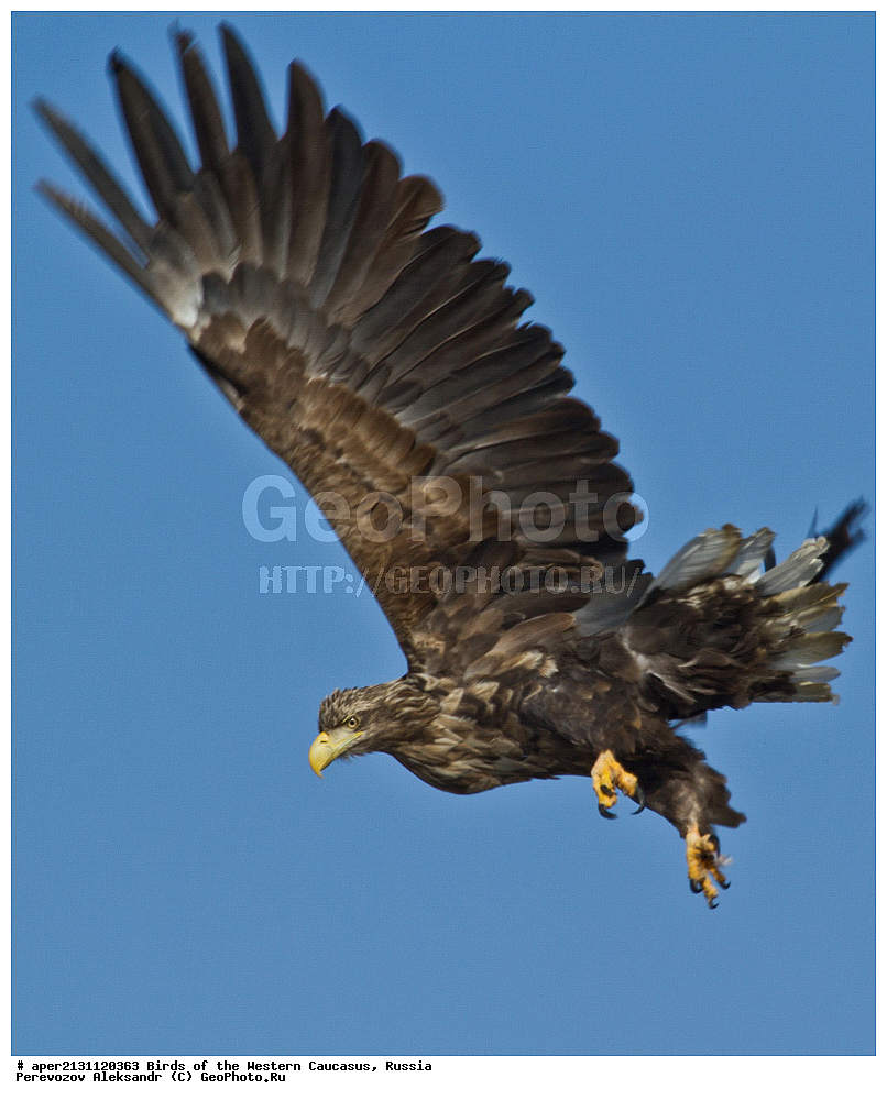 ����� ��������� �������, ������, ������������� ����, �����-��������� , Haliaeetus albicilla, ��������, ��������, �����, �����, ��������, �����������, ������ �����, ������ �����,XYZ, ����������, Accipitridae, Haliaeetus albicilla