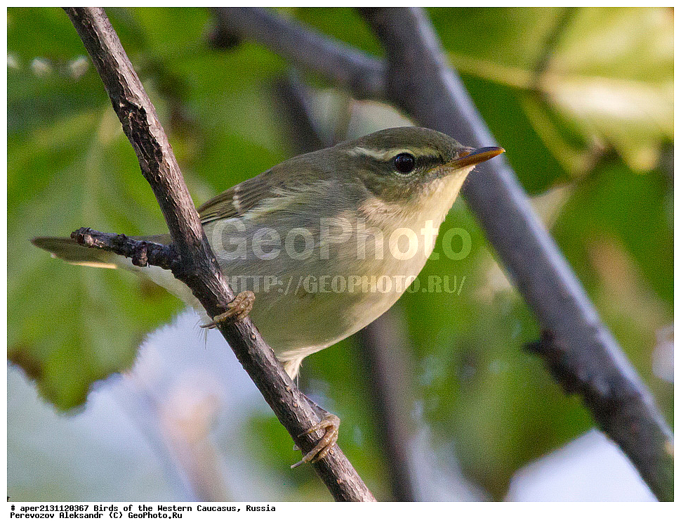 ����� ��������� �������, ������, ������������� ����, ��������, ��������, �����, �����, ��������, �����������, XYZ, ���������, Sylviidae, ������ �������, ������� �������, Phylloscopus trochiloides, ����������, Phylloscopidae