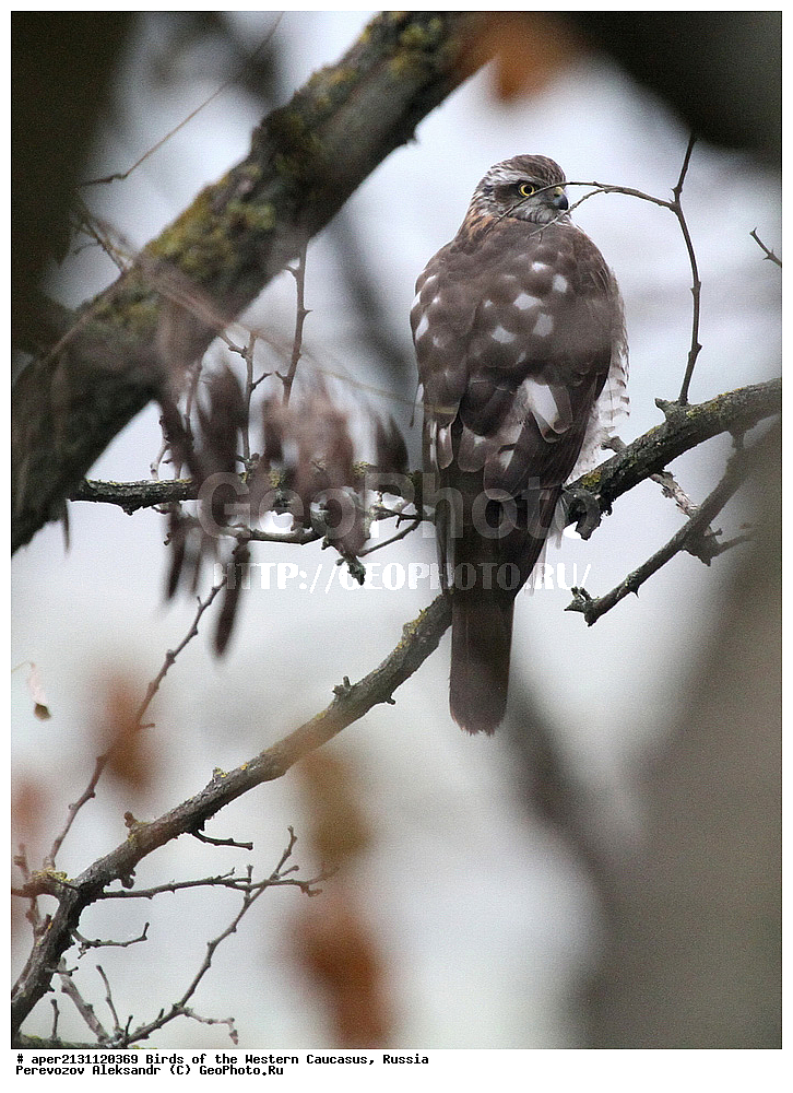 ����� ��������� �������, ������, ������������� ����, ������������ , Accipiter nisus, ��������, ��������, �����, �����, ��������, �����������, ������ �����, ������ �����, XYZ, ����������, Accipitridae, ������-������������, ����� ������, ������������, Accipiter nisus