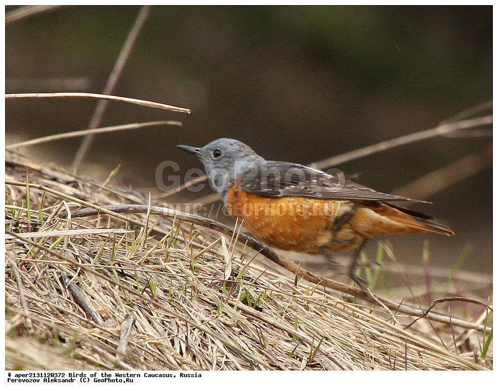����� ��������� �������, ������, ������������� ����, ������� �������� ����� , Monticola saxatilis, �����, �����, XYZ, ������������, Muscicapidae, ϸ����� �������� �����