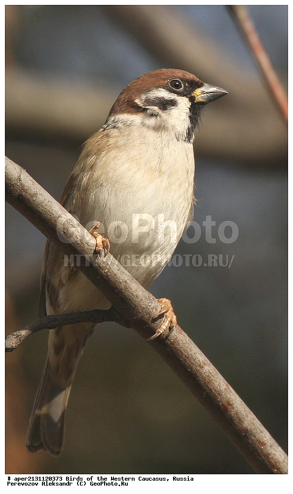 ����� ��������� �������, ������, ������������� ����, ������� ������� , Passer montanus, ��������, ��������, �����, �����, ��������, �����������, XYZ, ����������, Passeridae, ������������� �������, ����������� �������