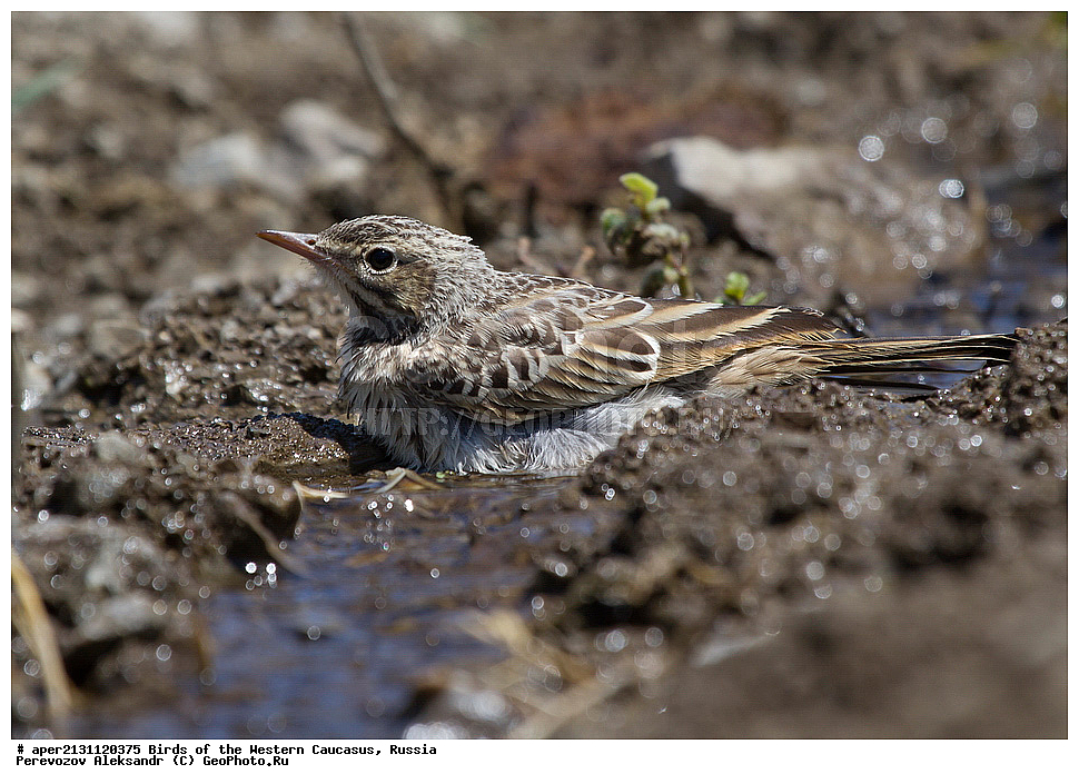 ����� ��������� �������, ������, ������������� ����, ������� ����� , Anthus campestris, ��������, ��������, �����, �����, ��������, �����������, XYZ, �������������, Motacillidae, ������� �����, ������� �����, Anthus campestris