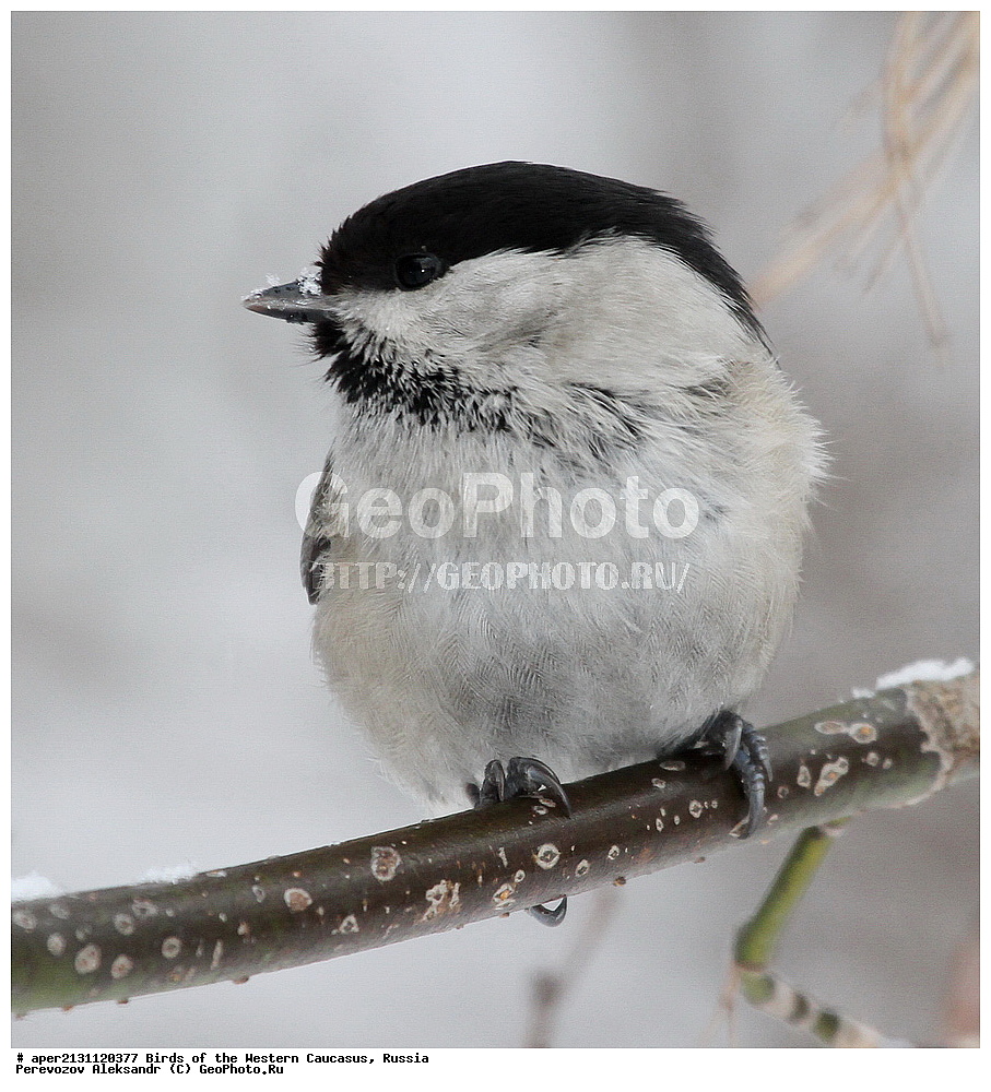 ����� ��������� �������, ������, ������������� ����, ������ , Parus montanus, ��������, ��������, �����, �����, ��������, �����������, XYZ, ���������, Paridae, ����������� ������, Poecile montanus