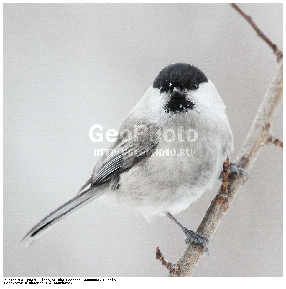 ����� ��������� �������, ������, ������������� ����, ������ , Parus montanus, ��������, ��������, �����, �����, ��������, �����������, XYZ, ���������, Paridae, ����������� ������, Poecile montanus