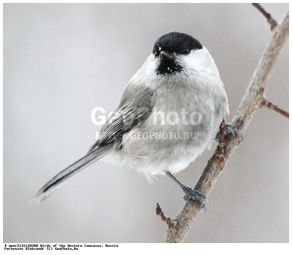 ����� ��������� �������, ������, ������������� ����, ������ , Parus montanus, ��������, ��������, �����, �����, ��������, �����������, XYZ, ���������, Paridae, ����������� ������, Poecile montanus