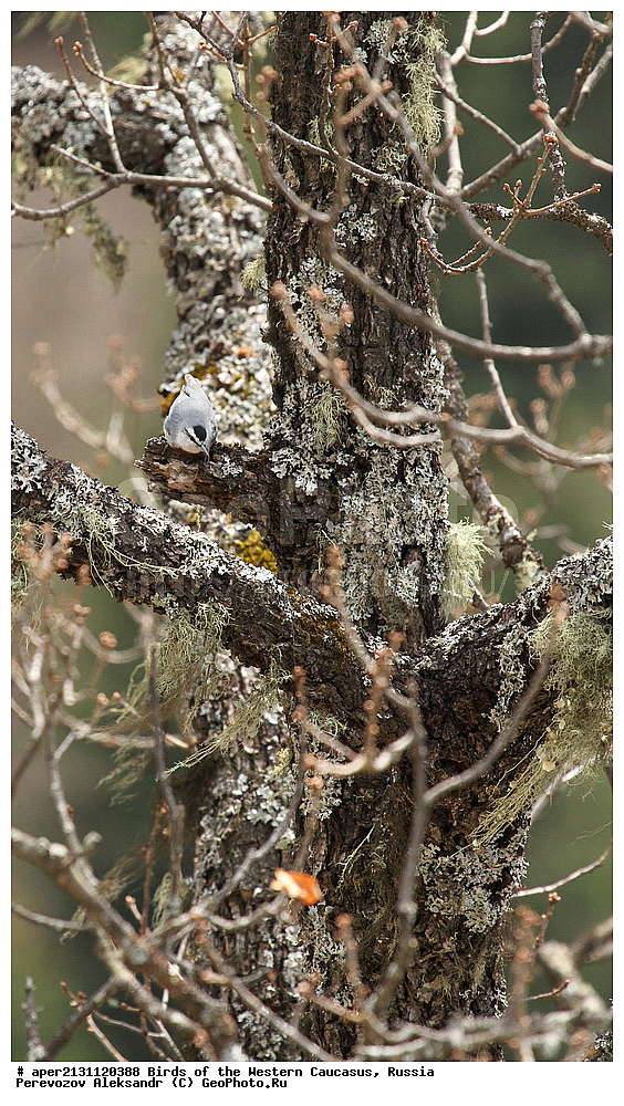 ����� ��������� �������, ������, ������������� ����, ���������� ��������� , Sitta krueperi, ��������, ��������, �����, �����, ��������, �����������, XYZ, �����������, Sittidae, ������������ ���������