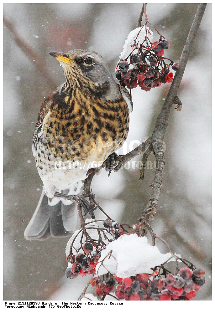 ����� ��������� �������, ������, ������������� ����, �������� , Turdus pilaris, �����, �����, XYZ, ���������, Turdidae