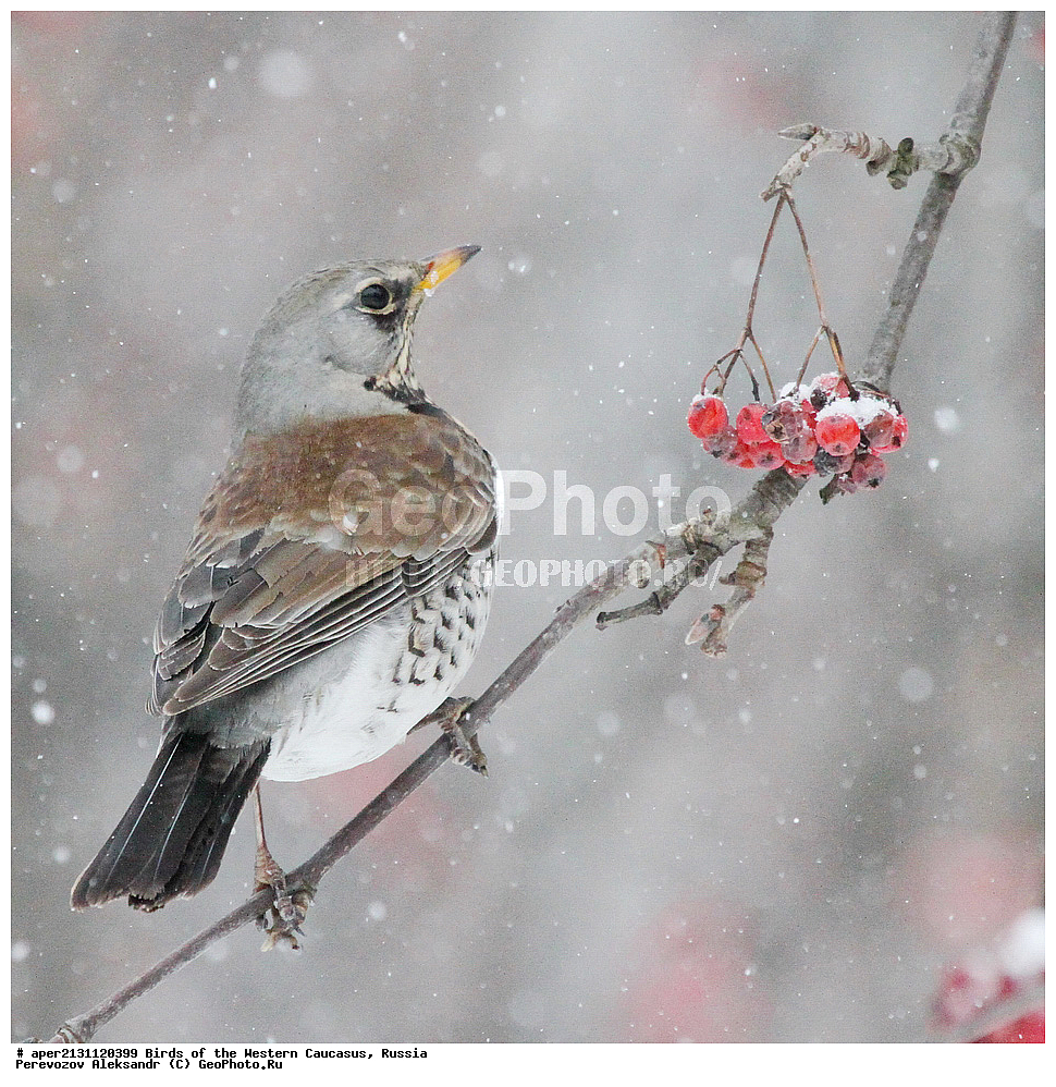 ����� ��������� �������, ������, ������������� ����, �������� , Turdus pilaris, �����, �����, XYZ, ���������, Turdidae