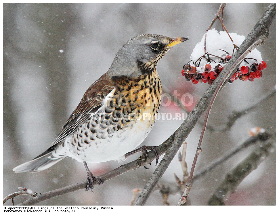 ����� ��������� �������, ������, ������������� ����, �������� , Turdus pilaris, �����, �����, XYZ, ���������, Turdidae