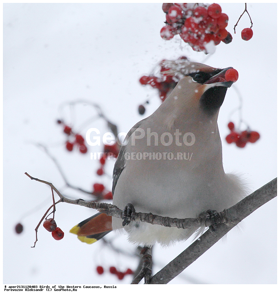 ����� ��������� �������, ������, ������������� ����, ���������� , Bombicilla garrulus, �����, �����, XYZ, �������������, Bombycillidae, ������������ ����������