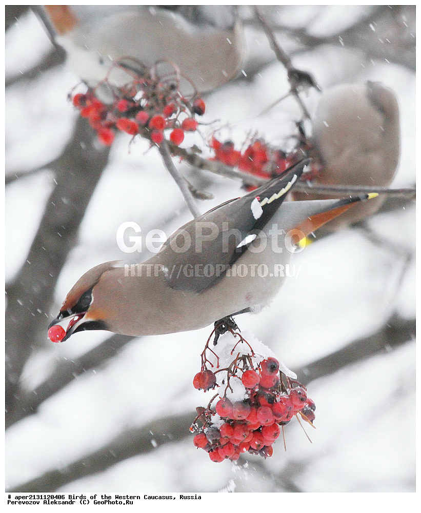 ����� ��������� �������, ������, ������������� ����, ���������� , Bombicilla garrulus, �����, �����, XYZ, �������������, Bombycillidae, ������������ ����������