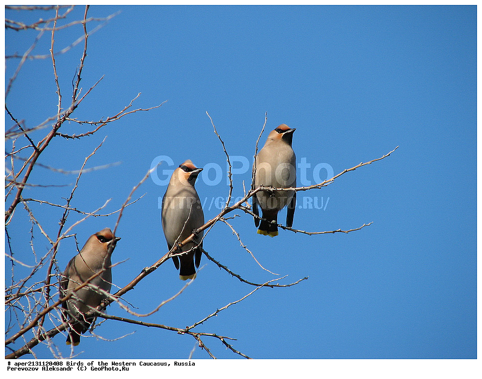 ����� ��������� �������, ������, ������������� ����, ���������� , Bombicilla garrulus, �����, �����, XYZ, �������������, Bombycillidae, ������������ ����������