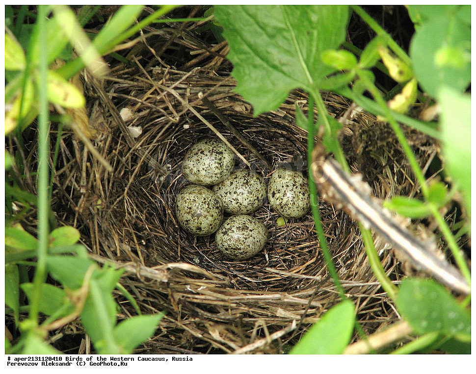 ����� ��������� �������, ������, ������������� ����, ����� ������ , Sylvia communis, ��������, ��������, �����, �����, ��������, �����������, XYZ, ���������, Sylviidae