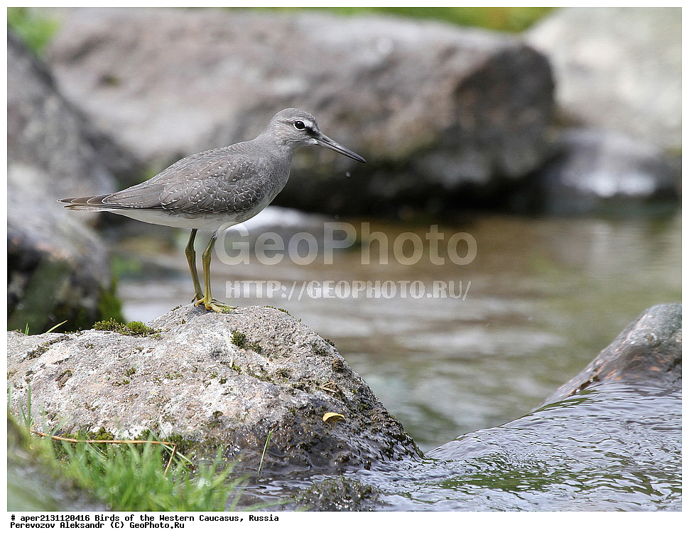  ������, ��������, ���������� �����, ��������� ��������� ���� , Heteroscelus brevipes, ��������, �����, �����, �����������, �����, �����, �����, ������, XYZ, ���������, Scolopacidae, Tringa brevipes
