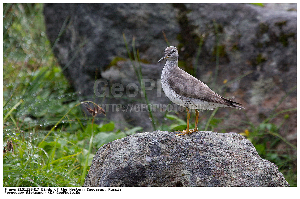  ������, ��������, ���������� �����, ��������� ��������� ���� , Heteroscelus brevipes, ��������, �����, �����, �����������, �����, �����, �����, ������, XYZ, ���������, Scolopacidae, Tringa brevipes
