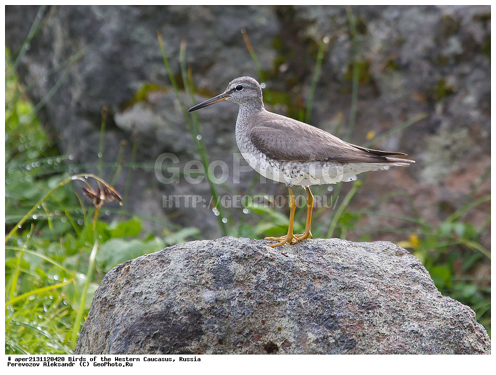  ������, ��������, ���������� �����, ��������� ��������� ���� , Heteroscelus brevipes, ��������, �����, �����, �����������, �����, �����, �����, ������, XYZ, ���������, Scolopacidae, Tringa brevipes