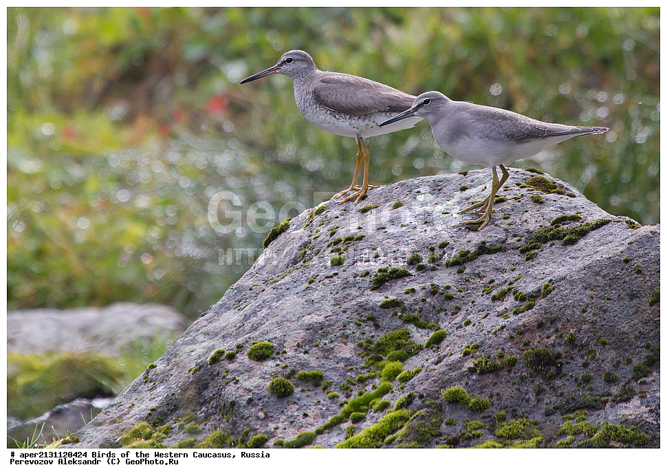  ������, ��������, ���������� �����, ��������� ��������� ���� , Heteroscelus brevipes, ��������, �����, �����, �����������, �����, �����, �����, ������, XYZ, ���������, Scolopacidae, Tringa brevipes