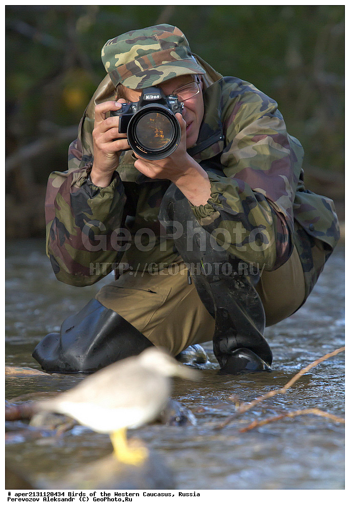  ������, ��������, ���������� �����, ��������� ��������� ���� , Heteroscelus brevipes, ��������, �����, �����, �����������, �����, �����, �����, ������, XYZ, ���������, Scolopacidae, Tringa brevipes
