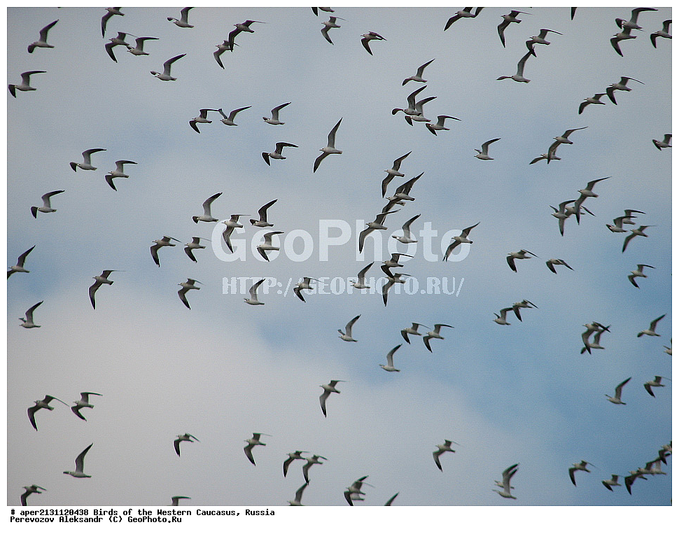  ������, ��������, ���������� �����, ����� ����� , Larus canus, ��������, �����, �����, �����������, ��������, ��������, �����, �����, ��������, �����������, ������� �����, ������� �����, XYZ, ��������, Laridae, ����� �����, Larus canus