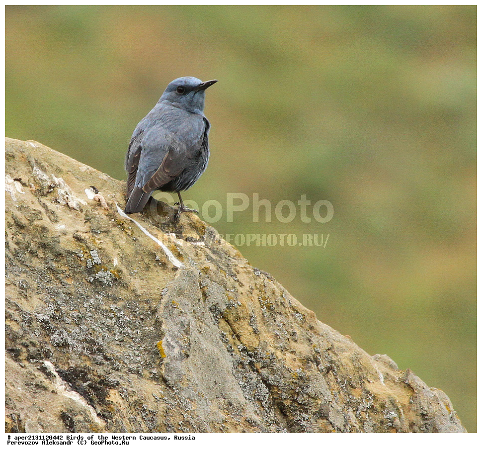 ����� ��������� �������, ������, ������������� ����, ����� �������� ����� , Monticola solitarius, �����, �����, XYZ, ������������, Muscicapidae
