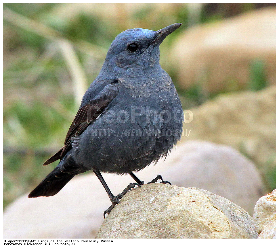 ����� ��������� �������, ������, ������������� ����, ����� �������� ����� , Monticola solitarius, �����, �����, XYZ, ������������, Muscicapidae