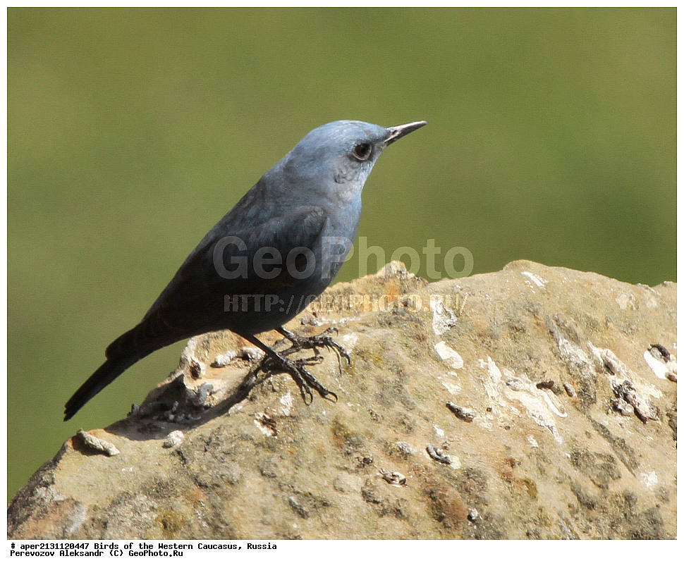 ����� ��������� �������, ������, ������������� ����, ����� �������� ����� , Monticola solitarius, �����, �����, XYZ, ������������, Muscicapidae