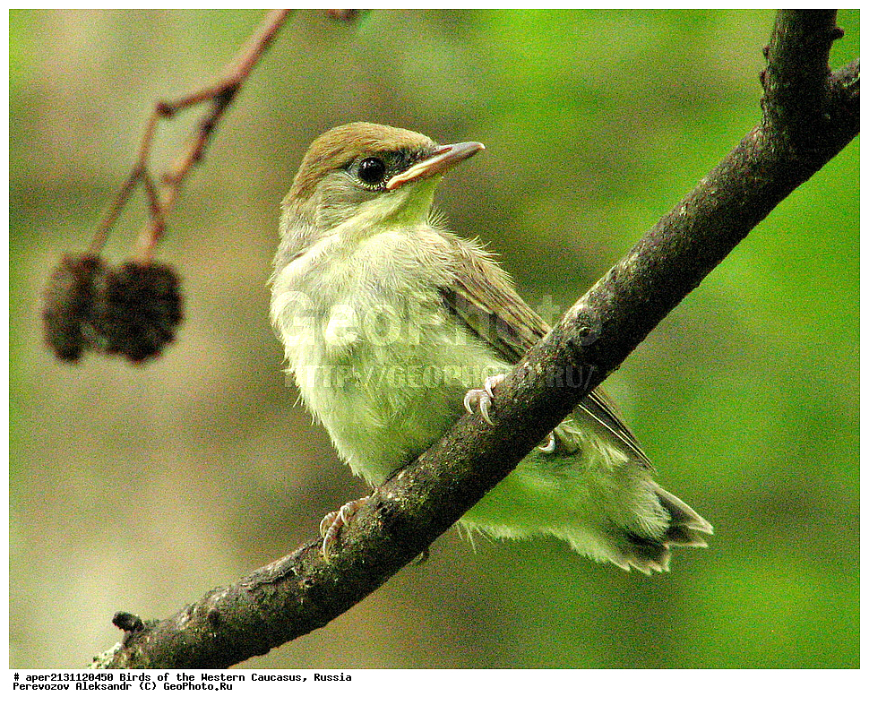 ����� ��������� �������, ������, ������������� ����, ������-������������ , Sylvia atricapilla, ��������, ��������, �����, �����, ��������, �����������, XYZ, ���������, Sylviidae, ������������ ������, ������������