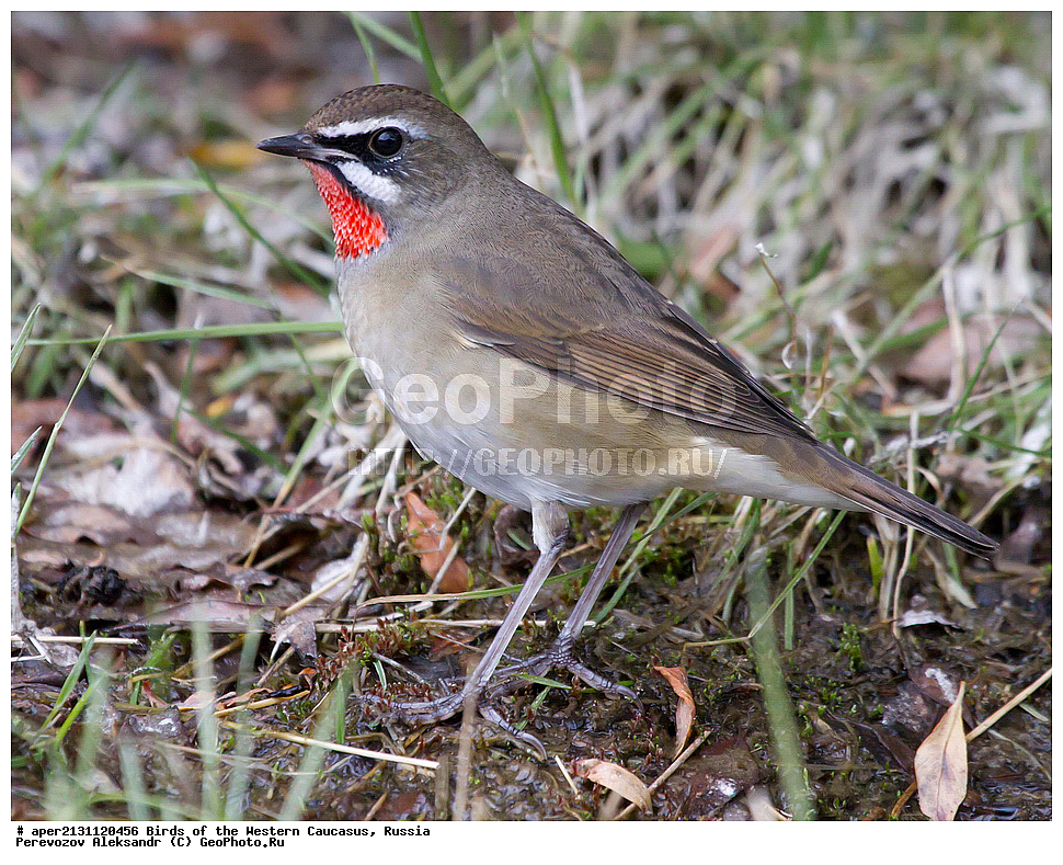 �������, �������-����������� , Luscinia calliope, ��������, �������, ����������, ��������, ��������, �����, �����, ��������, �����������, XYZ, ������������, Muscicapidae