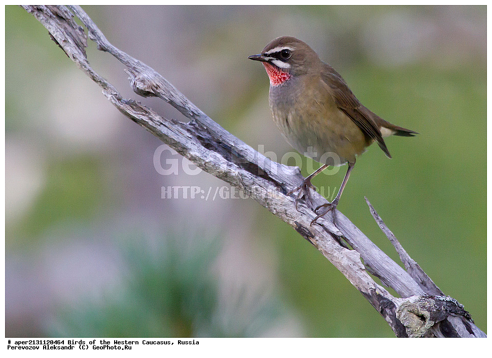 ������, �������-����������� , Luscinia calliope, ��������, �������, ����������, ��������, ��������, �����, �����, ��������, �����������, XYZ, ������������, Muscicapidae