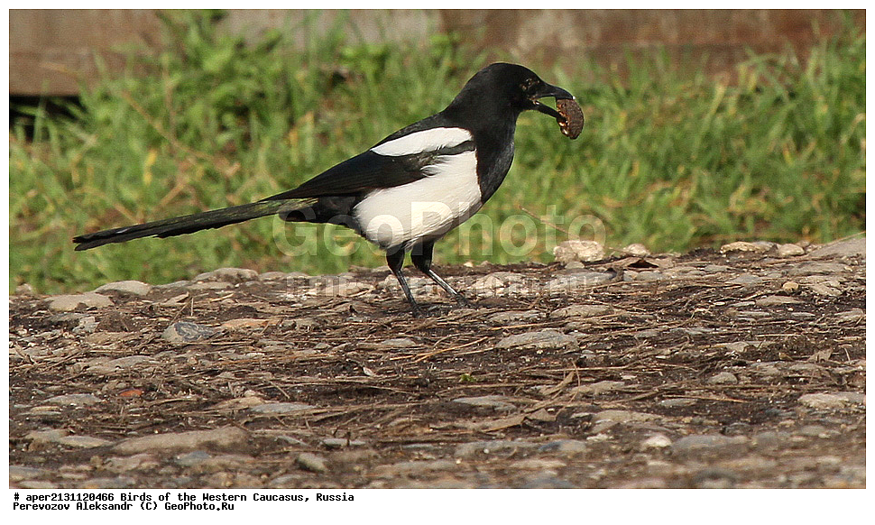 ����� ��������� �������, ������, ������������� ����, ������ , Pica pica, ��������, ��������, �����, �����, ��������, �����������, XYZ, ��������, ���������, Corvidae