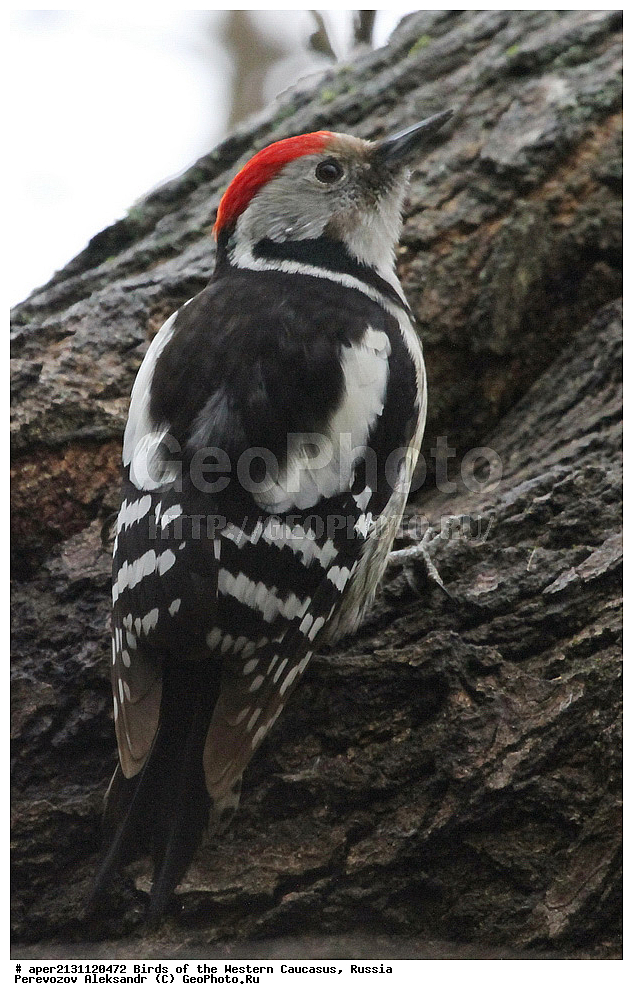 ����� ��������� �������, ������, ������������� ����, ������� ������� ����� , Dendrocopos medius, ��������, ��������, �����, �����, ��������, �����������, XYZ, ��������, �����, ��������� ��������, Picidae, ������� ������ �����, ������� �����, ��������� �����