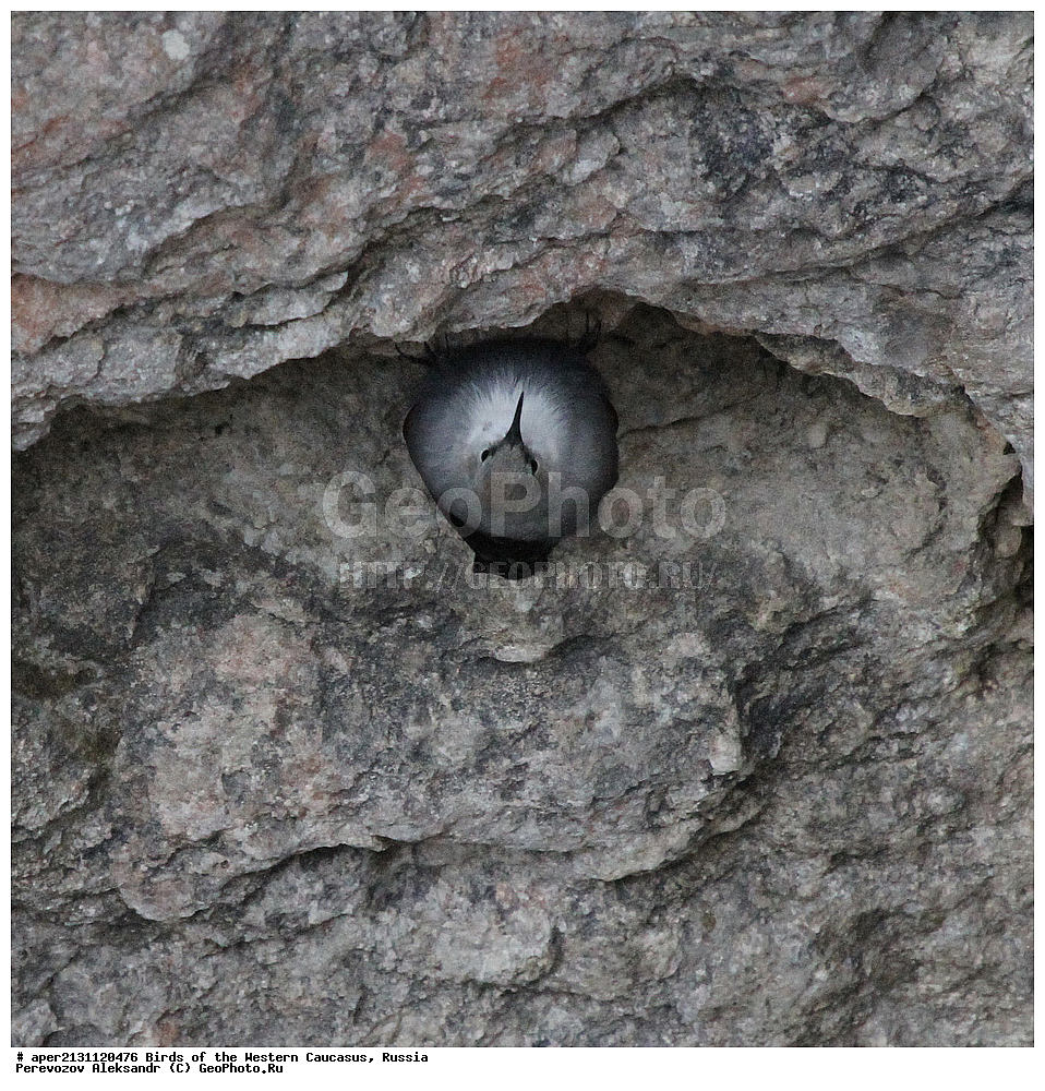 ����� ��������� �������, ������, ������������� ����, �������� , Tichodroma muraria, �����, �����, XYZ, �����������, Sittidae, ��������, ������������ ��������