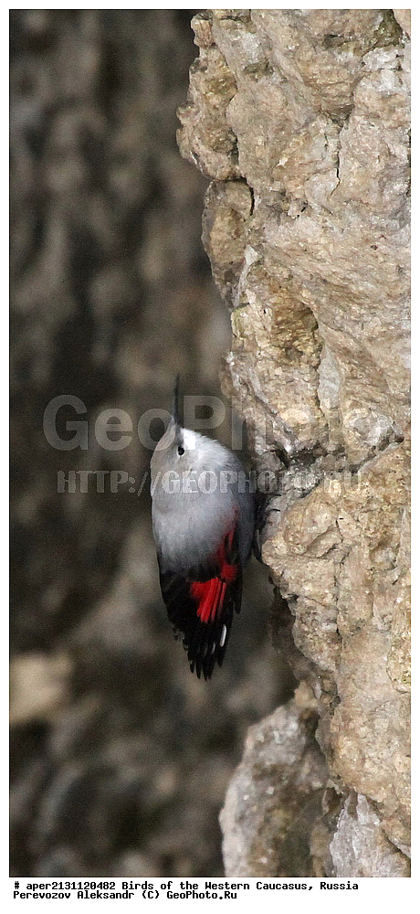 ����� ��������� �������, ������, ������������� ����, �������� , Tichodroma muraria, �����, �����, XYZ, �����������, Sittidae, ��������, ������������ ��������