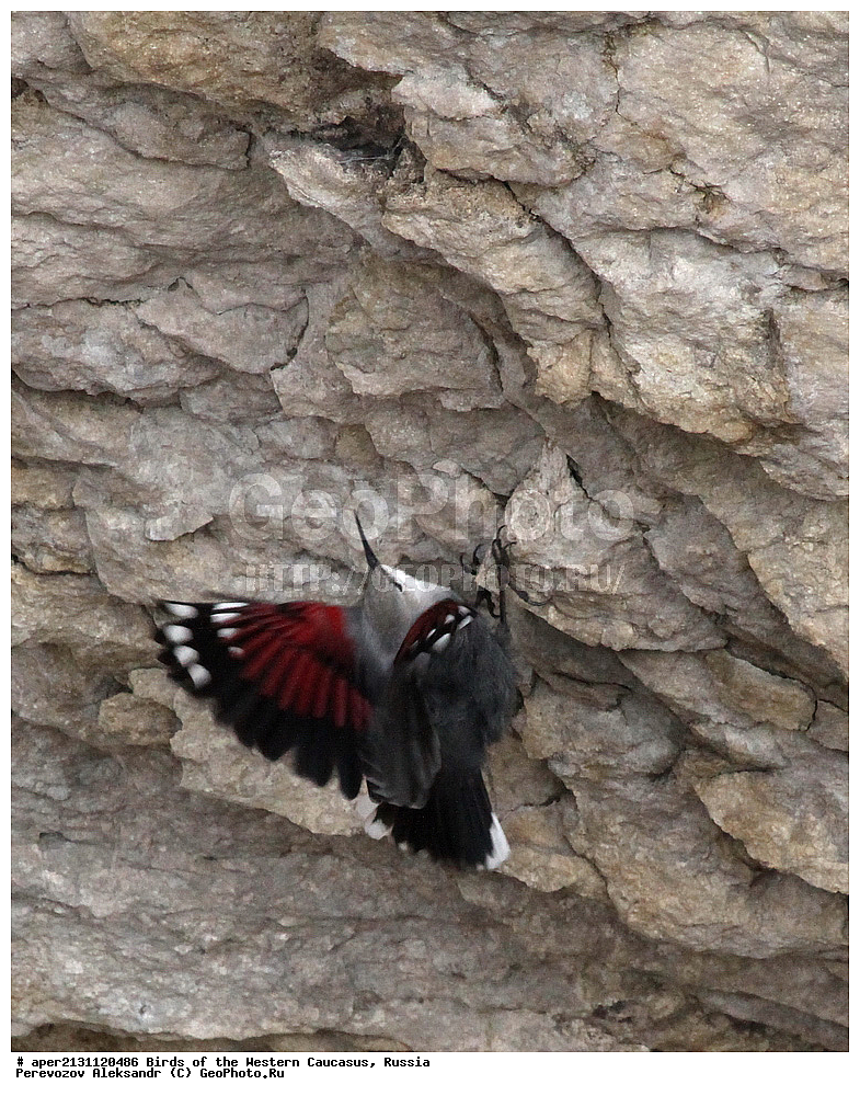 ����� ��������� �������, ������, ������������� ����, �������� , Tichodroma muraria, �����, �����, XYZ, �����������, Sittidae, ��������, ������������ ��������