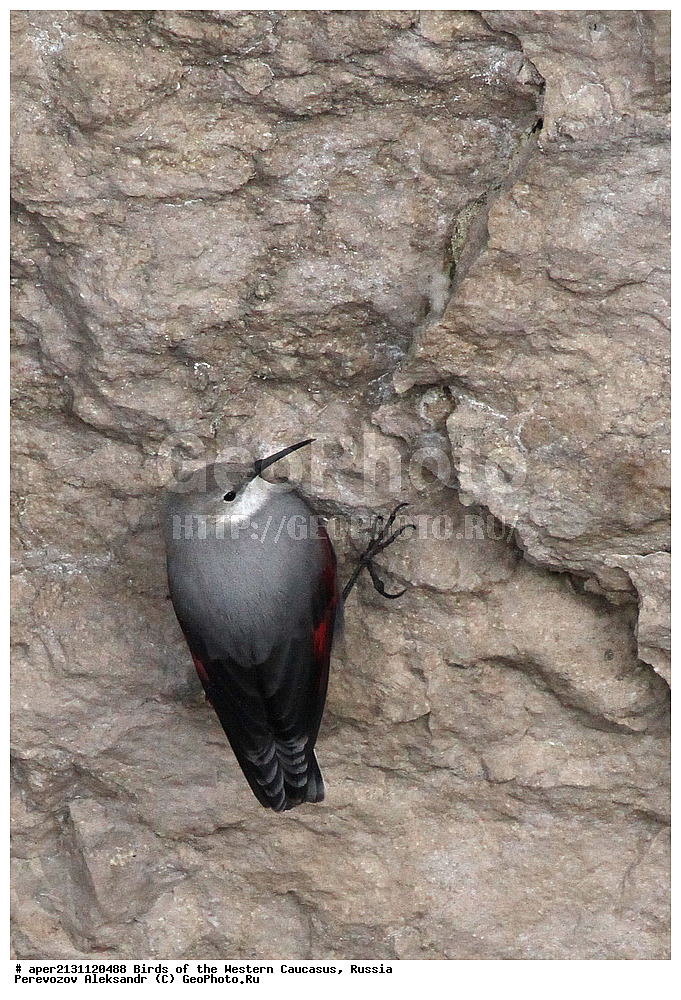 ����� ��������� �������, ������, ������������� ����, �������� , Tichodroma muraria, �����, �����, XYZ, �����������, Sittidae, ��������, ������������ ��������