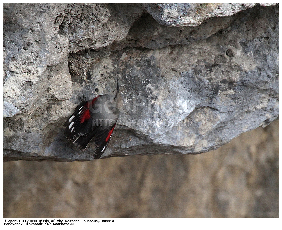 ����� ��������� �������, ������, ������������� ����, �������� , Tichodroma muraria, �����, �����, XYZ, �����������, Sittidae, ��������, ������������ ��������