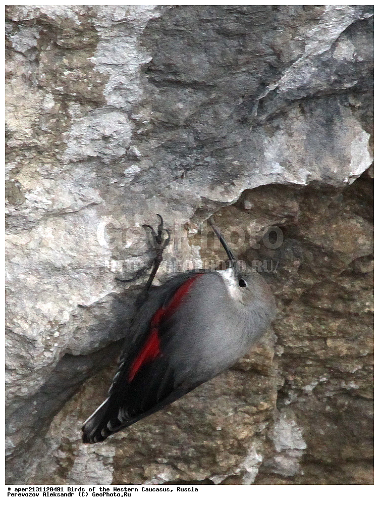 ����� ��������� �������, ������, ������������� ����, �������� , Tichodroma muraria, �����, �����, XYZ, �����������, Sittidae, ��������, ������������ ��������