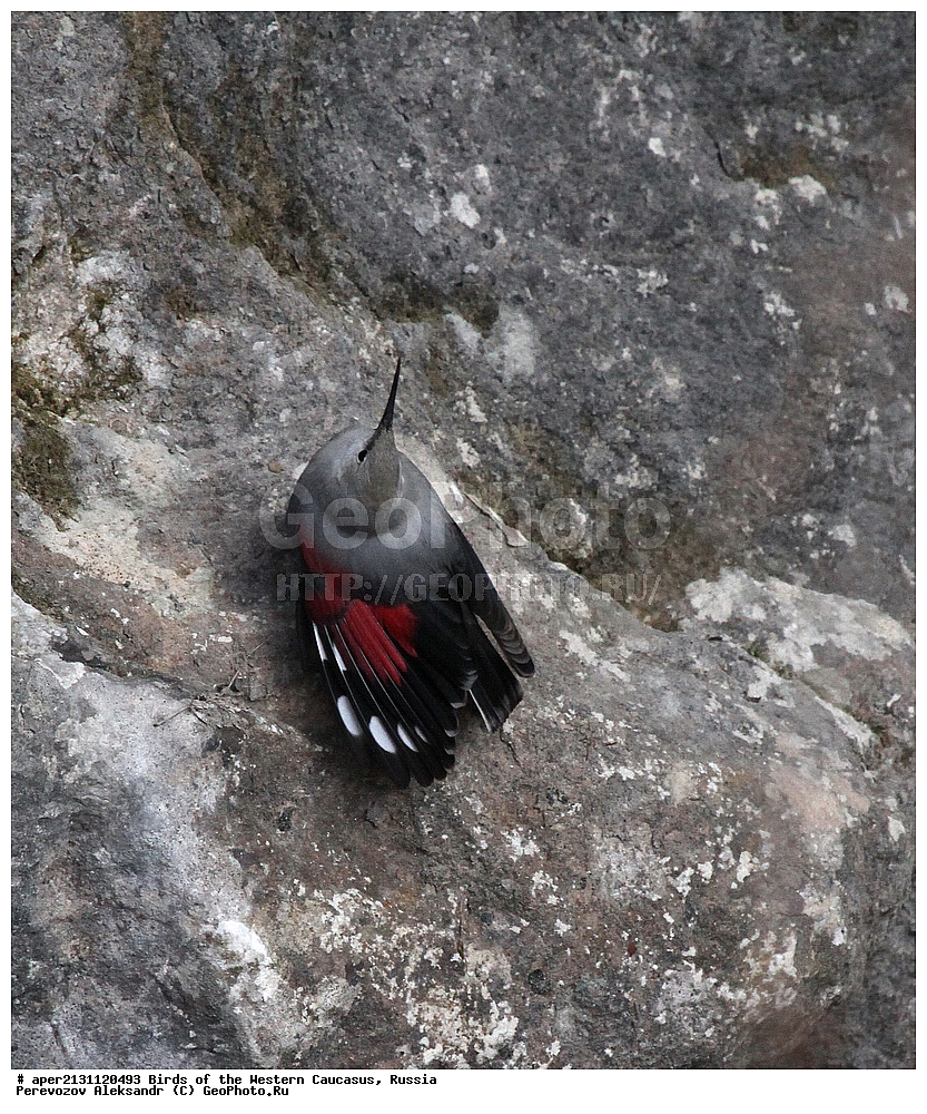 ����� ��������� �������, ������, ������������� ����, �������� , Tichodroma muraria, �����, �����, XYZ, �����������, Sittidae, ��������, ������������ ��������