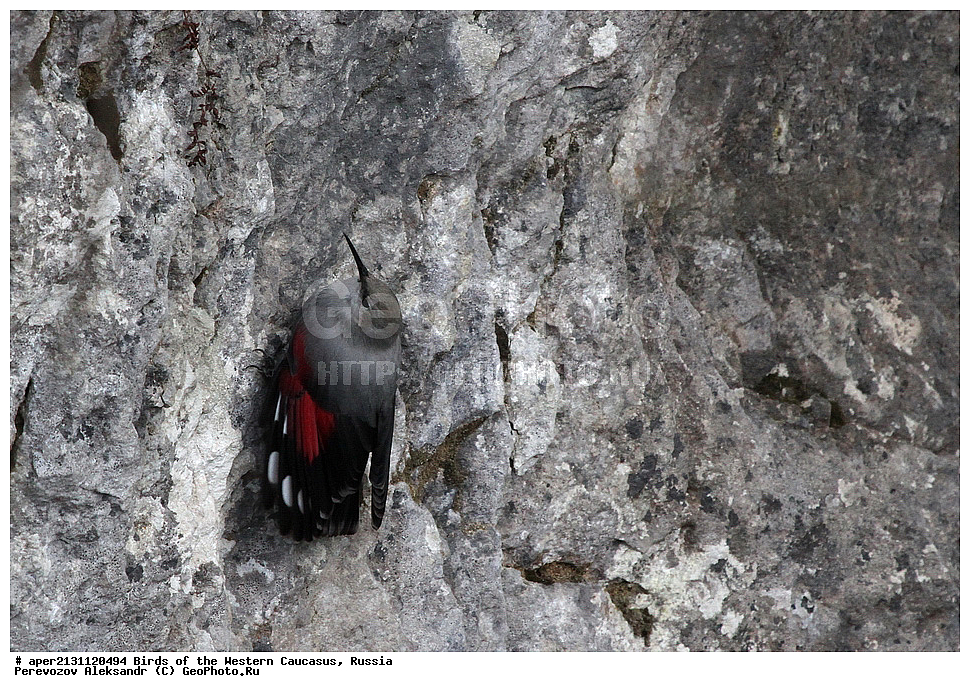 ����� ��������� �������, ������, ������������� ����, �������� , Tichodroma muraria, �����, �����, XYZ, �����������, Sittidae, ��������, ������������ ��������