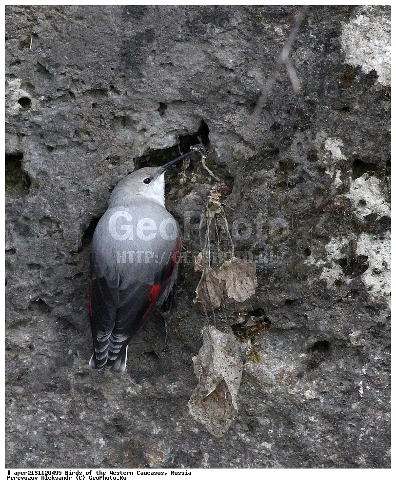 ����� ��������� �������, ������, ������������� ����, �������� , Tichodroma muraria, �����, �����, XYZ, �����������, Sittidae, ��������, ������������ ��������